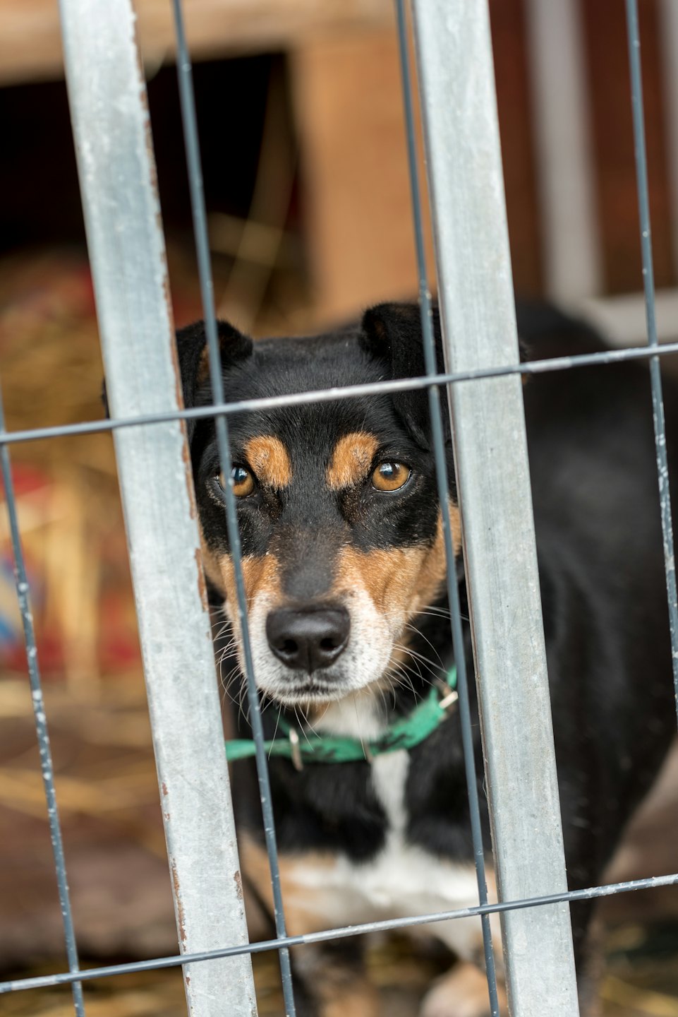 Ein Mischlingshund blickt mit einem grünen Halsband durch Gitterstäbe.