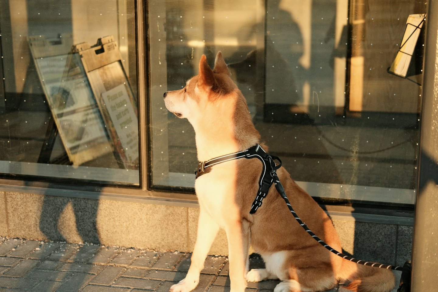 Ein braun-weißer Hund im Geschirr sitzt auf einem Gehweg.